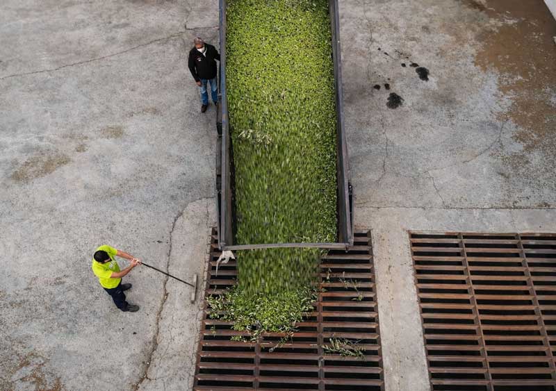 visitar almazara producción de aceite en granada